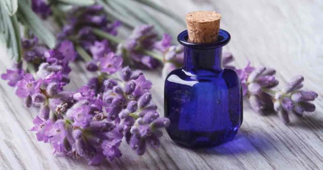 Lavender essential oil 09302017 min.jpg