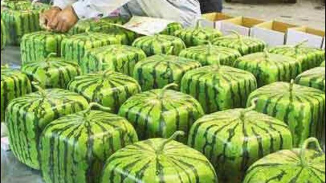 skladné melóny