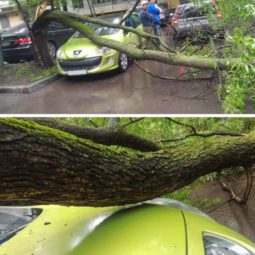 Car an inch away from falling tree.jpg