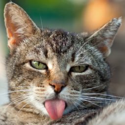 Cat showing tongue funny face picture.jpg