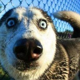 Dog closeup funny face image.jpg