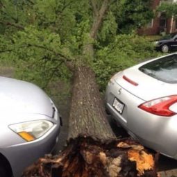 Fallen tree between two parked cars.jpg
