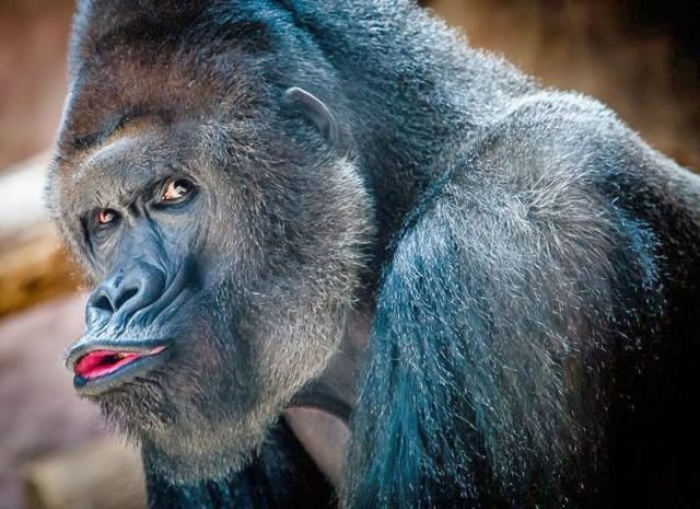 Gorilla pouting face funny image.jpg