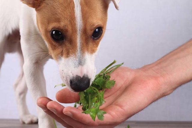 The 3 best herbs to naturally treat your dogs upset stomach.jpg