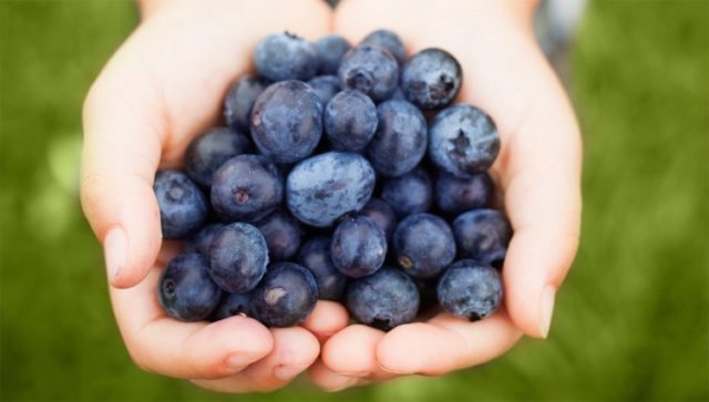 Handful of blueberries 1502 751x426.jpg