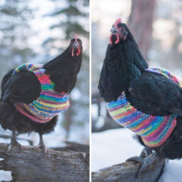 Chicken in multicolored sweater.jpg