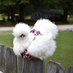 Fluffy chicken in pink and black sweater.jpg