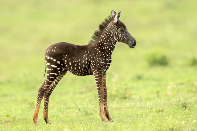 Newborn zebra rare polka dots kenya 5 5d81d336e4da6__700.jpg