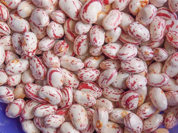 Borlotti beans 6.jpg