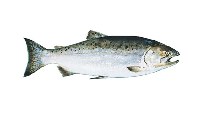 King salmon.jpg
