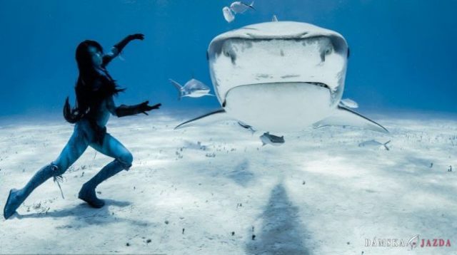 Tanec so smrťou: Aktivistka odhaľuje „ľudskú&quot; tvár žralokov
