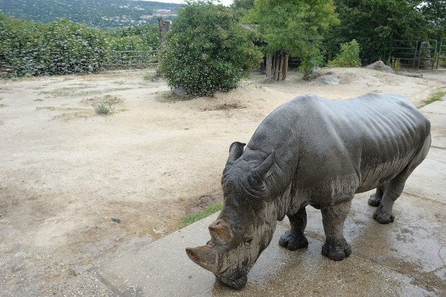 nosorožec, zoo bratislava