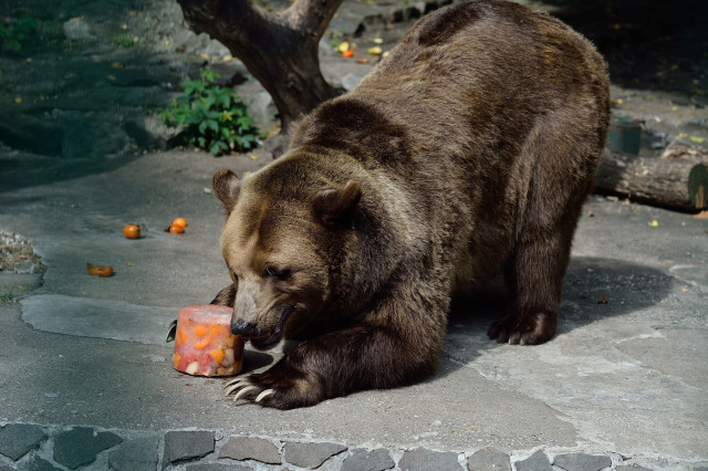 medveď, zoo bratislava
