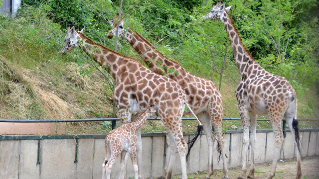 ZOO, žirafy