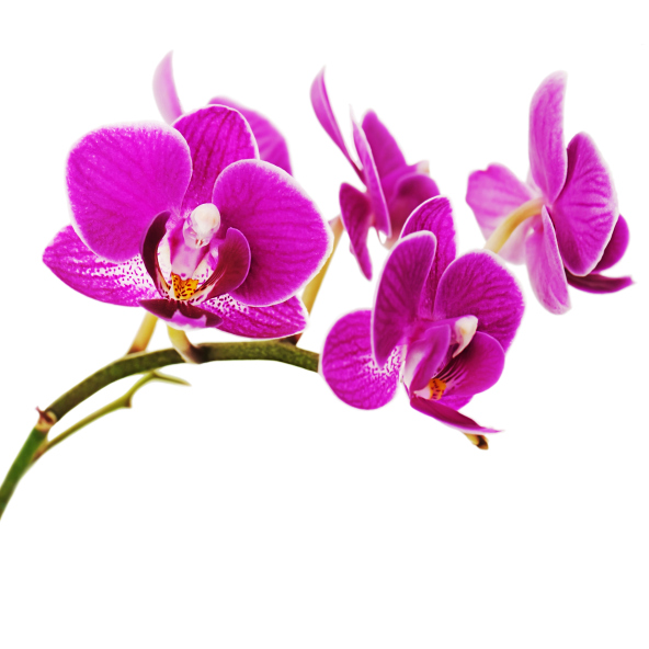 Orchidea, kvety