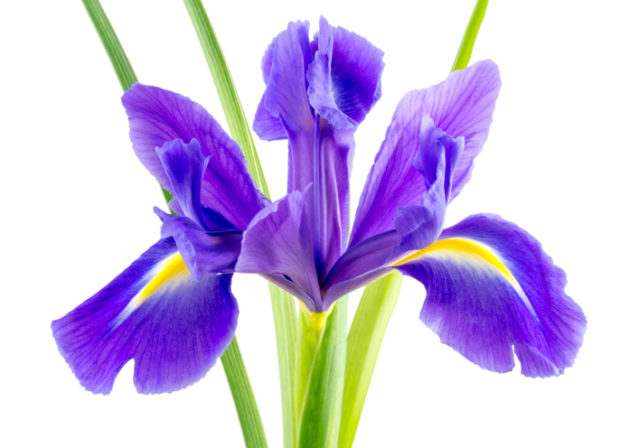 Kvet, Iris
