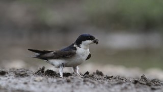 BRATISLAVA: Zlikvidovali 66 hniezd belorítok