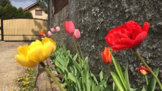 Tulipány, záhrada, jar