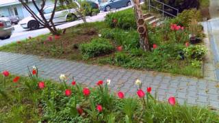 Tulipány, záhrada, predzáhradka, jar