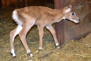 ZOO: Narodenie mláďaťa antilopy nilgau
