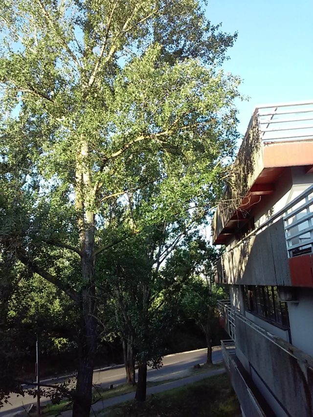 Niektore_stromy_zasahuju_na_strechu_a_balkon.jpg