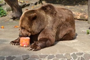 Zoo medved s nanukom.jpg