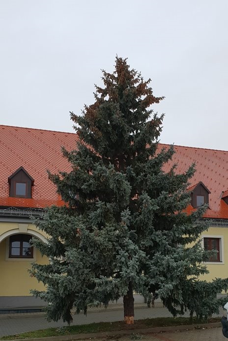 Vianočný stromček v Rači