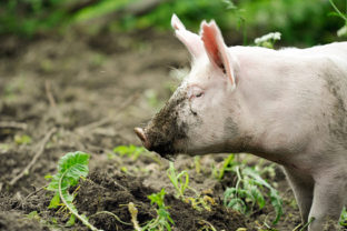 Young pig digging soil to eat grass roots