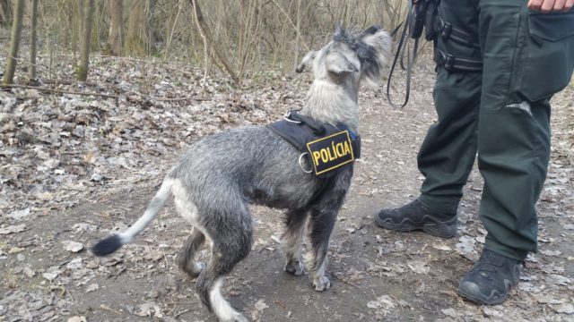 Strazcovia prirody policia devinska kobyla pes.jpg