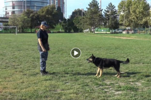 Mestska policia trening psy vychova deti skolka petrzalka.jpg