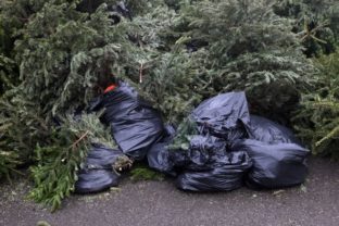 Vianocne stromceky odpad.jpg