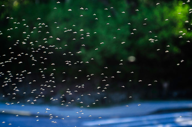 komáre likvidácia postrek hmyz