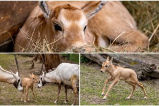 Do bratislavskej ZOO sa narodila malá púštna antilopa