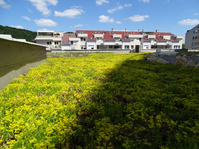 Miestny úrad v Karlova Ves vegetačna zelena strecha