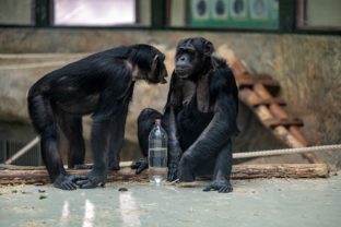 Šimpanzy v bratislavskej ZOO