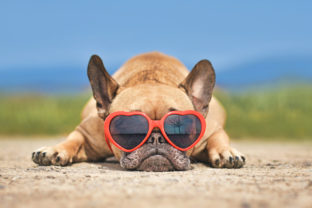 Počasie predpoved pes teplo slnko