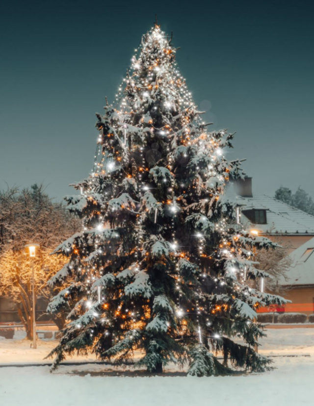 Najkrajší vianočný stromček