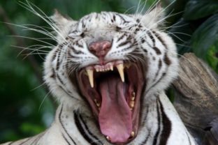 Biely bengálsky tiger zo ZOO v Bangkoku