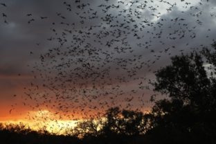 Milióny netopierov v Texase