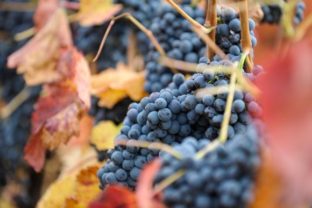 Jesenné vinohrady