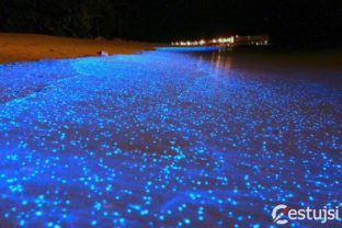 Pobrežie na Maldivách sa zmenilo na žiarivý oceán hviezd