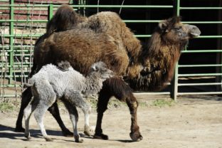 Zoologická záhrada v Košiciach sa rozšírila o mláďa ťavy dvojhrbej