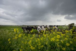 Pocasie kravy repka burka zamracene dazd mraky pole