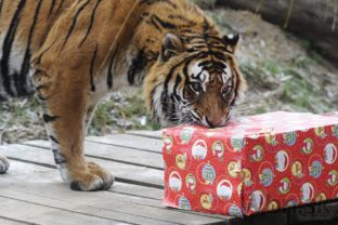 Zoo kosice tiger vianoce