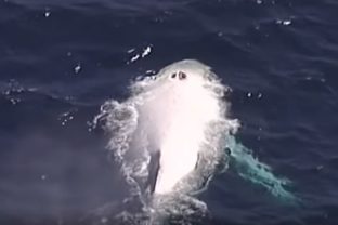 Nádherné zábery bielej veľryby Migaloo