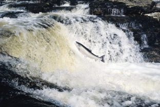 Salmon Leaping, River Tay, Scotland, UK