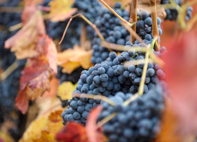 Vinohradníctvo bolo tento rok najmenej výnosným odvetvím, môže sa vyklčovať až 2-tisíc hektárov vinohradov