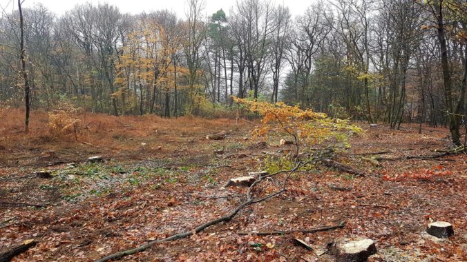 Lesy SR ťažia drevo na Devínskej Kobyle a Vydrici, 19. november 2018