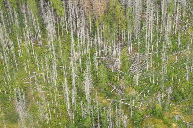 VYSOKÉ TATRY: Lesy napadnuté lykoržútom