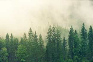 Hora, les, hmla, ilustračná snímka
